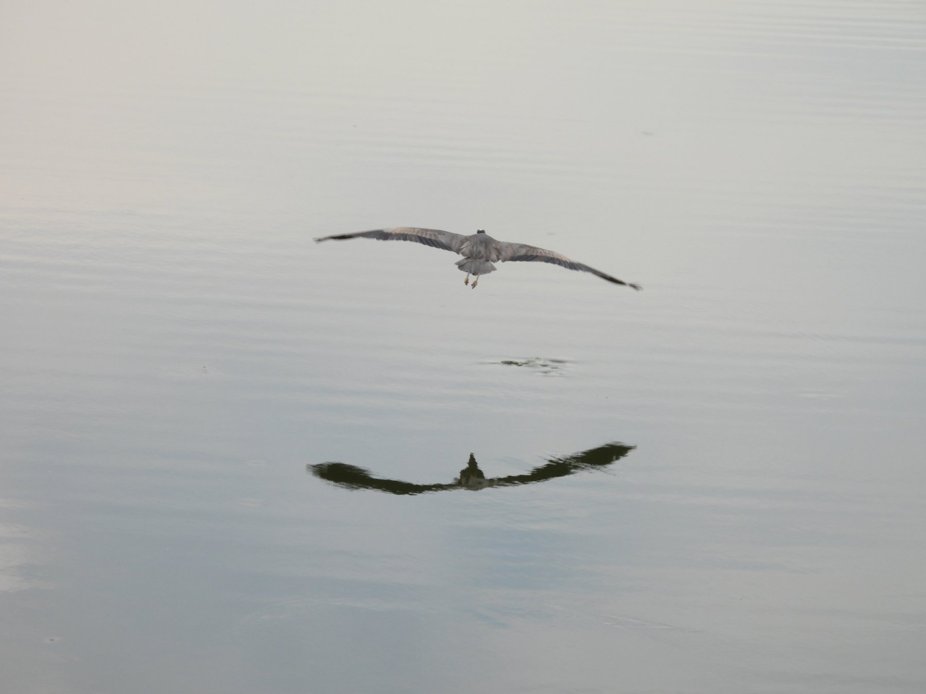 great blue heron flight