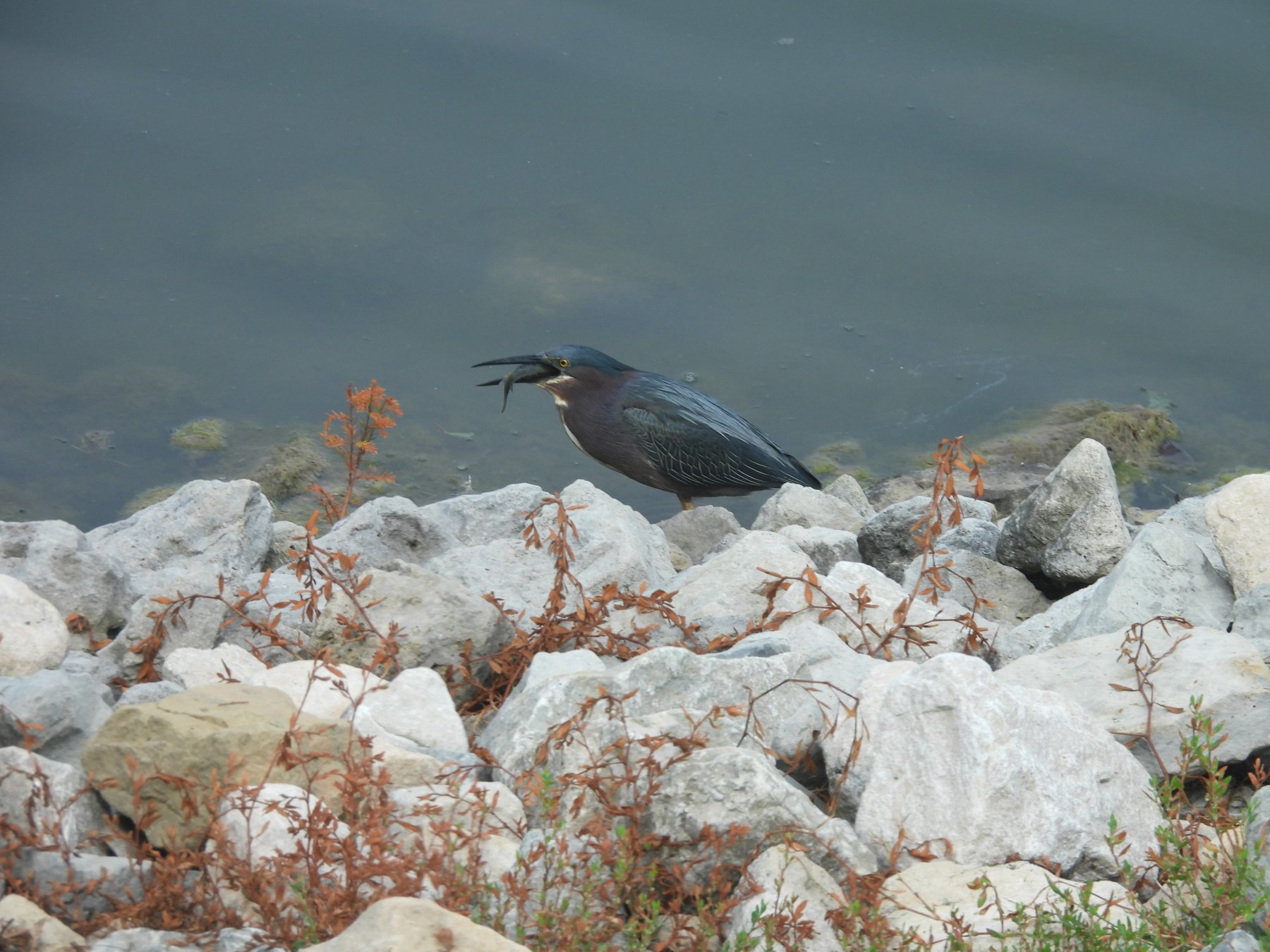 green heron gulp