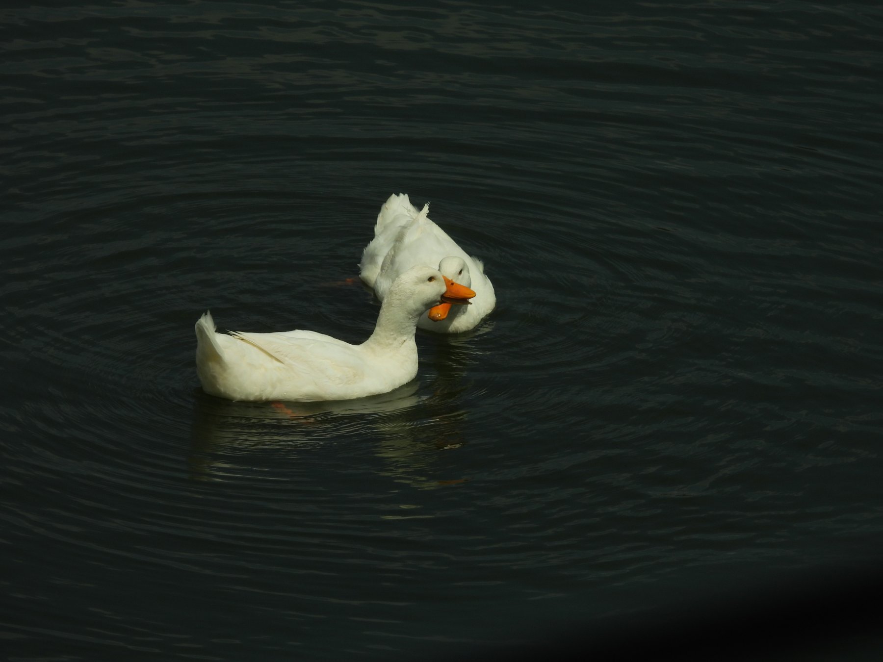 peking love