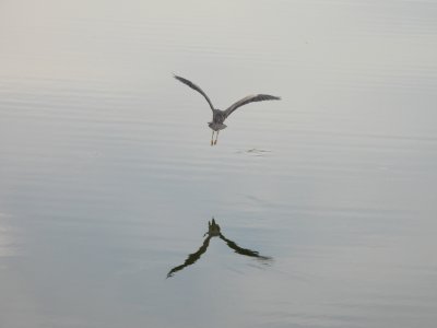 great blue heron flight
