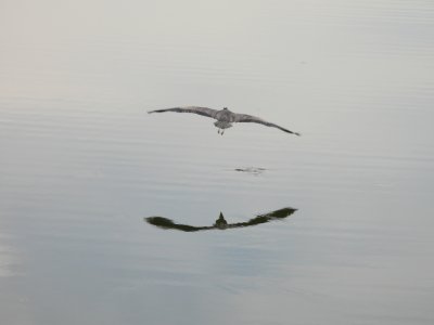 great blue heron flight