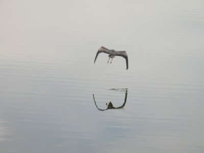 great blue heron flight