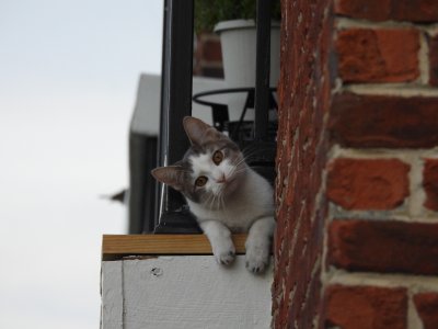 balcony cat