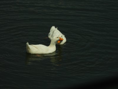 peking love
