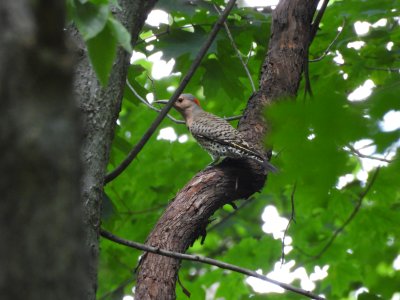 juvenile northern flicker
